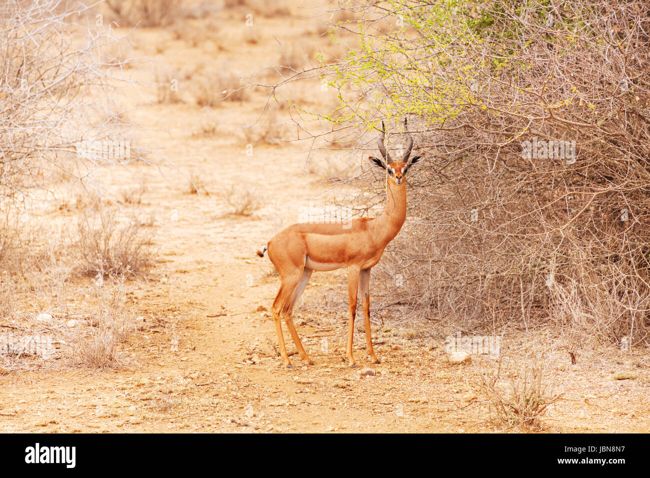 Ritratto di gerenuk o giraffa gazzella in piedi vicino a boccole a savana africana Foto Stock