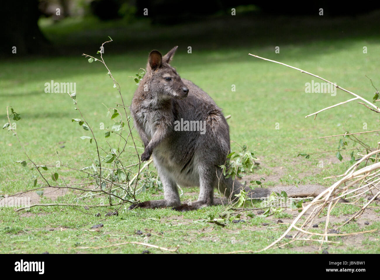 Sguardo vedere Foto Stock