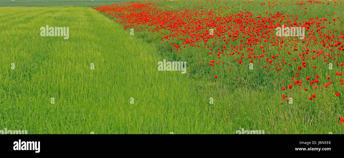 fiore di campo Foto Stock