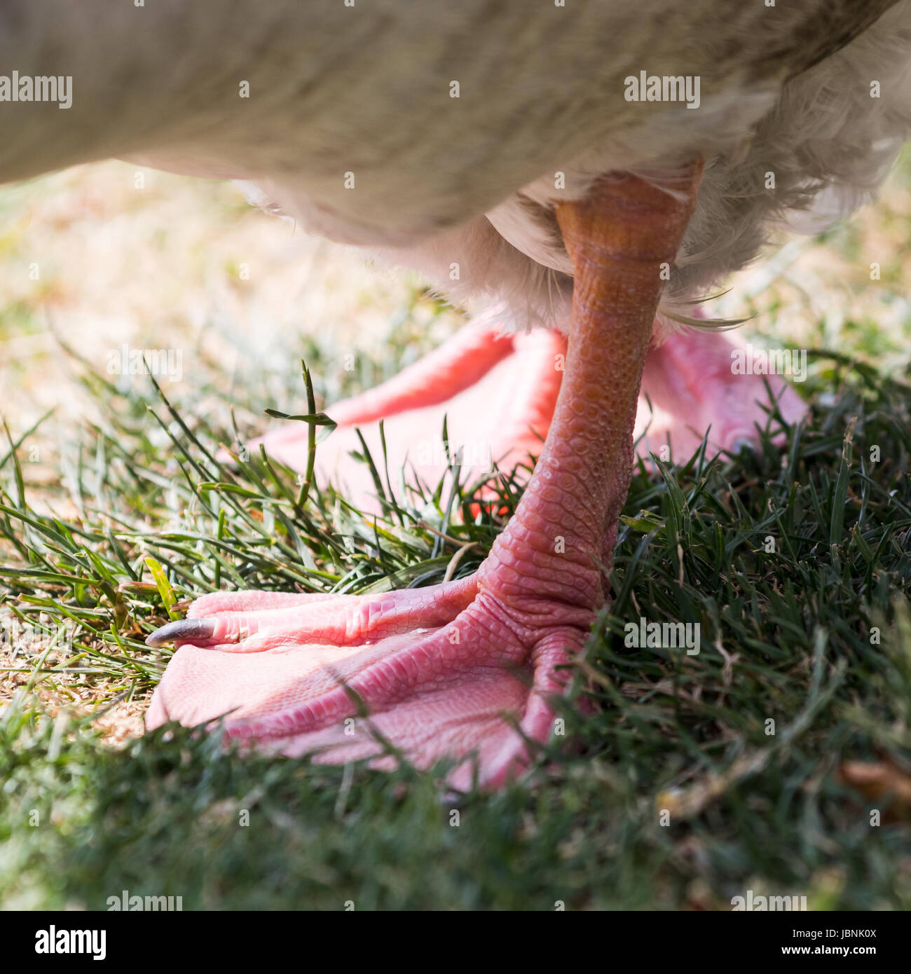 La natura della impostori e tappi Foto Stock