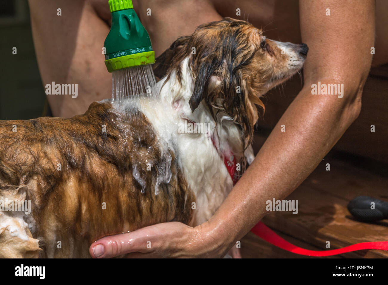 Ingrandimento orizzontale della foto del profilo del viso, schiena torace di una shetland sheepdog essendo bagnata con un flessibile verde irroratrice Foto Stock