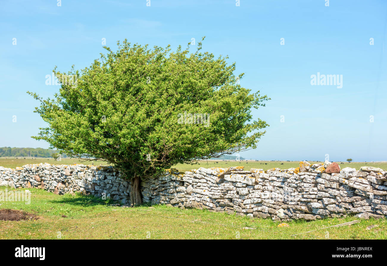 Piccole e pascolato albero o arbusto in piedi da un muro di pietra calcarea nel paesaggio aperto. Pecore al pascolo nella distanza. Ubicazione Oland in Svezia. Foto Stock