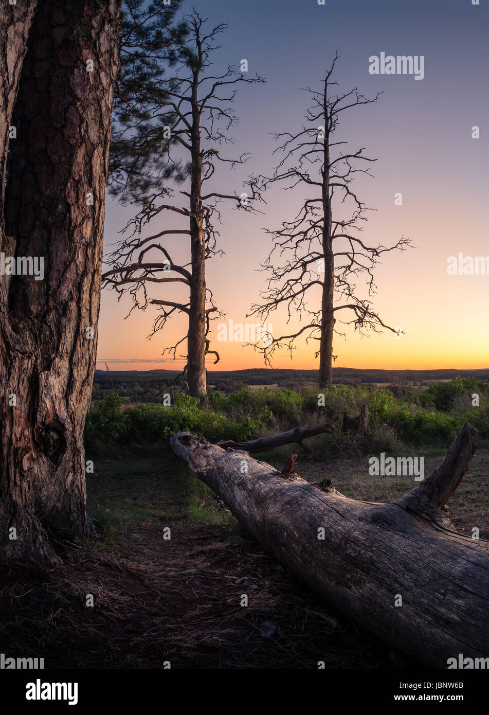Paesaggio panoramico con albero caduto tronco alla serata tranquilla Foto Stock