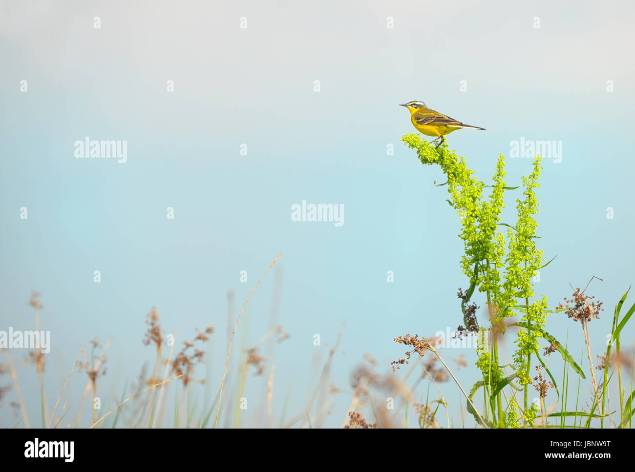 Western wagtail giallo (Motacilla flava) sul campo Foto Stock