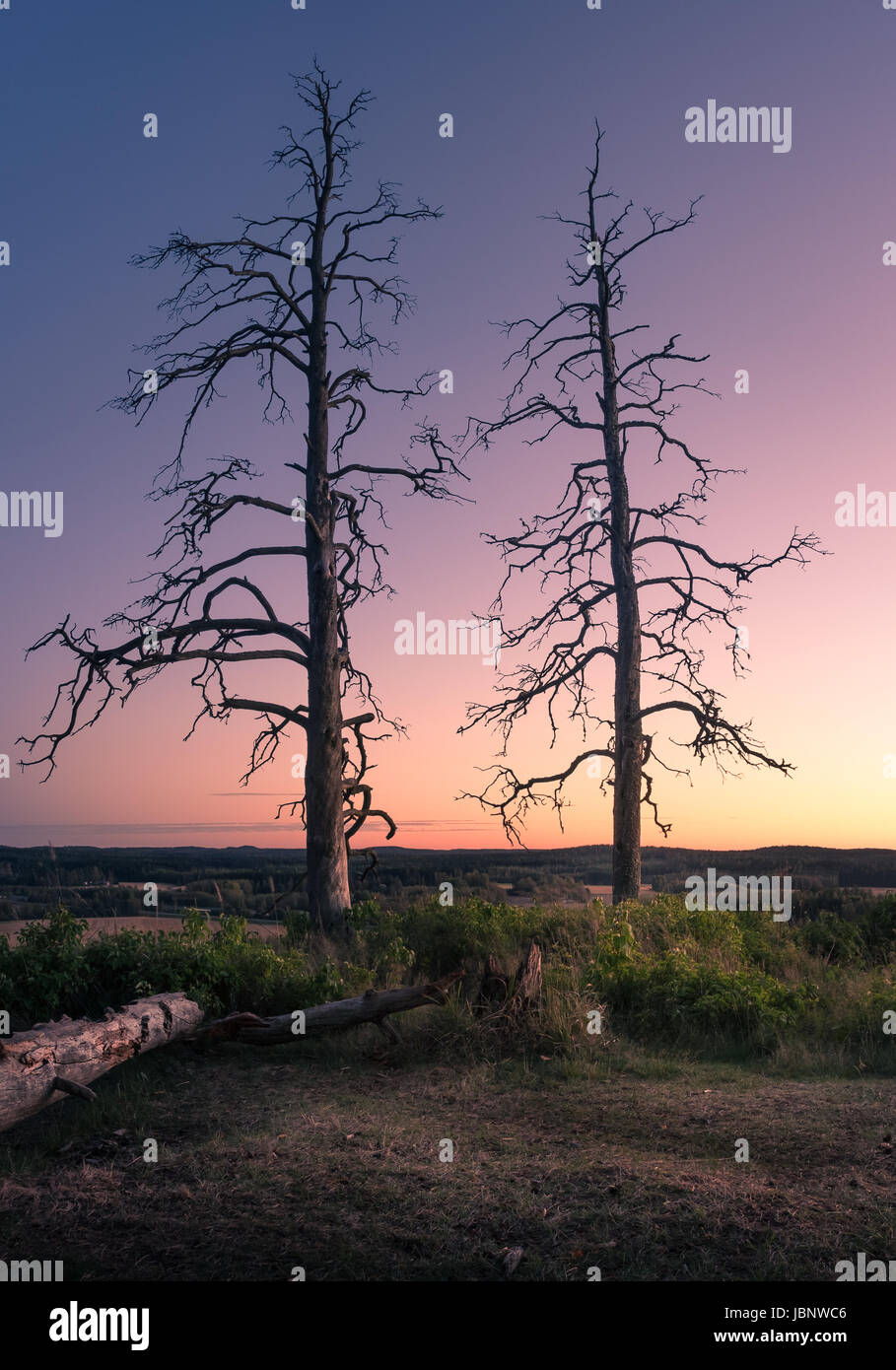 Paesaggio panoramico con tronco di albero in serata tranquilla Foto Stock