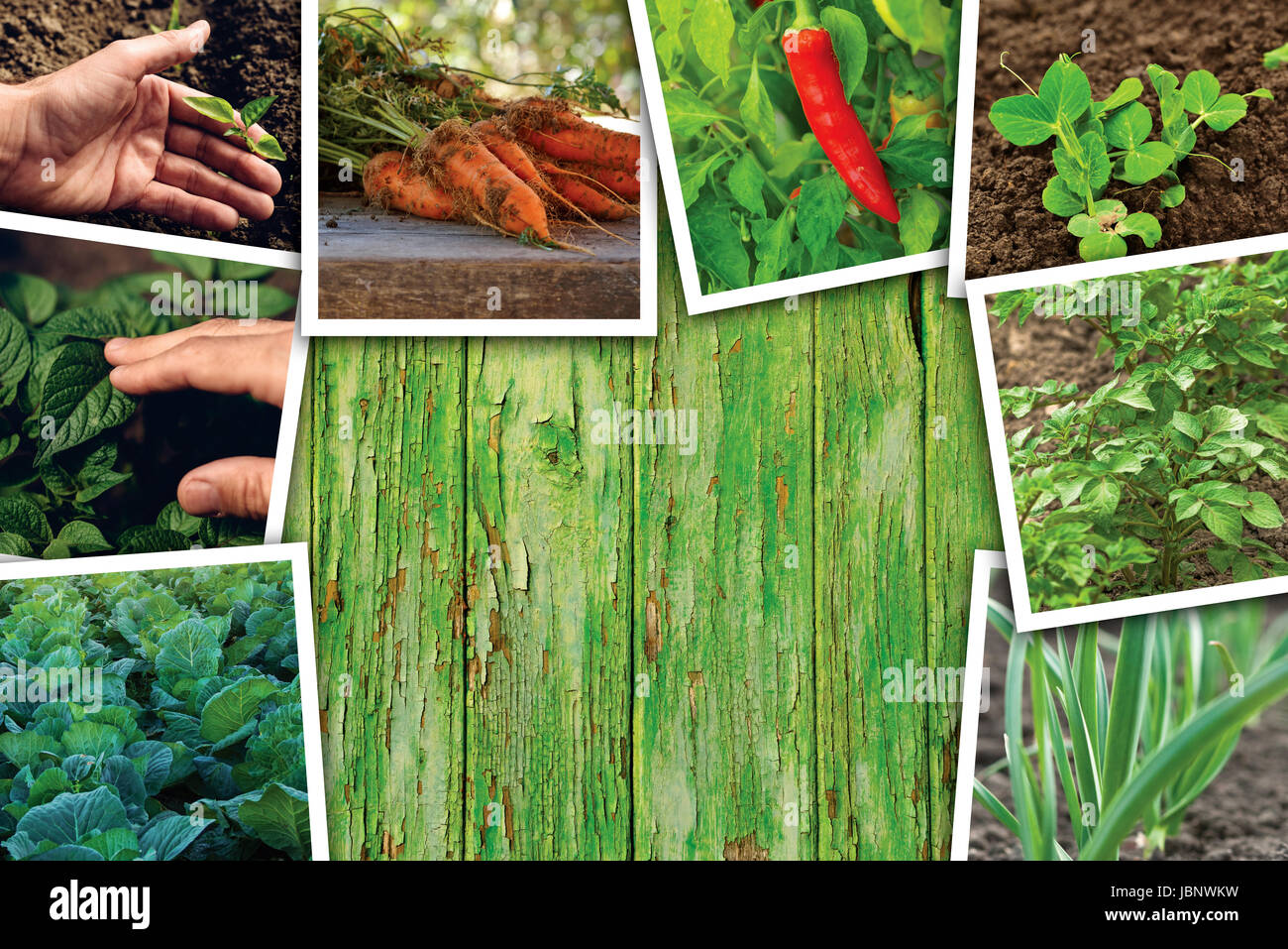 Giardinaggio di vegetale e la crescita, photo collage su sfondo di legno come spazio di copia Foto Stock