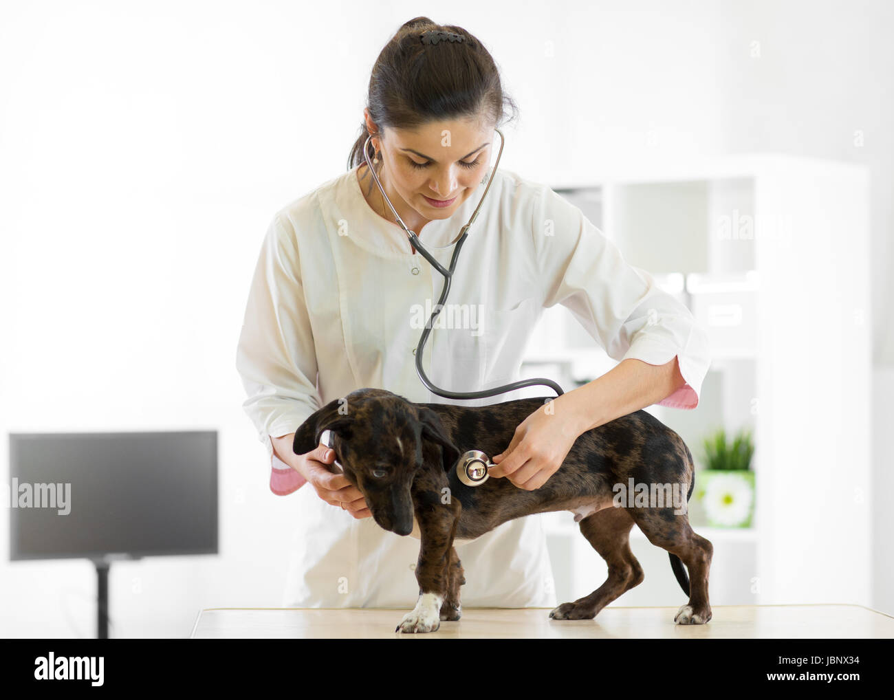 Medico Veterinario e il cane a vet ambulanza Foto Stock