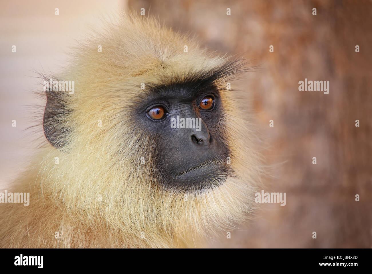 Ritratto di grigio langur seduta in Forte Amber vicino a Jaipur, Rajasthan, India. Langurs grigio sono i più diffusi langurs dell Asia del Sud. Foto Stock