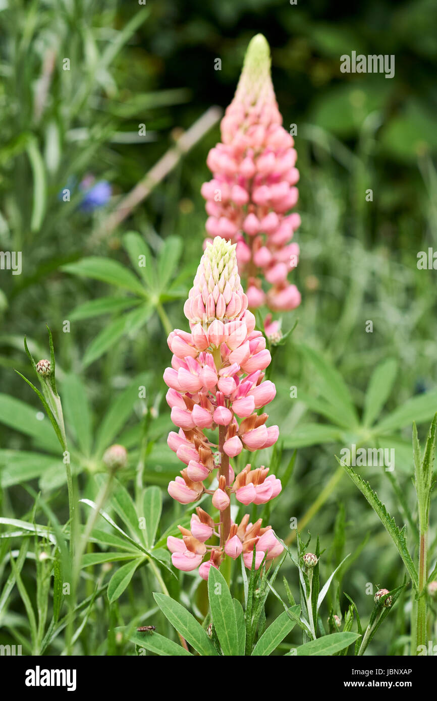 Rosa lupini fioriti (Lupinus) in un giardino aiuola di fiori in piena estate precoce fioritura, UK. Foto Stock