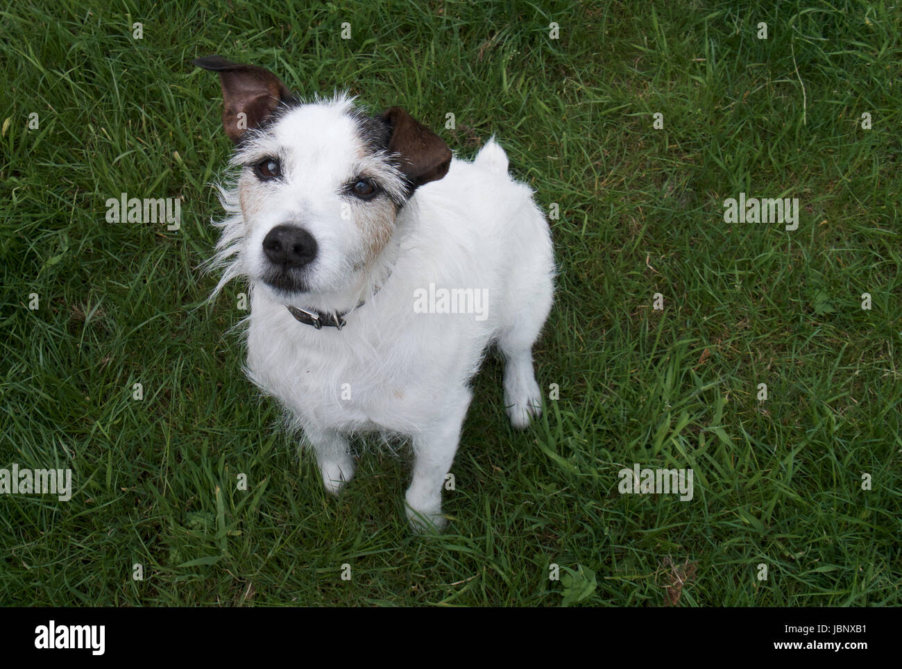 Parson Jack Russell Terrier Foto Stock