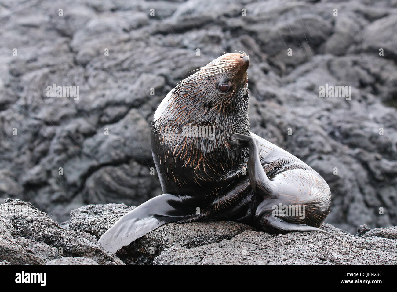 Le Galapagos fur Sea Lion (Arctocephalus galapagoensis) sull'isola di Santiago, Galapagos National Park, Ecuador. Foto Stock