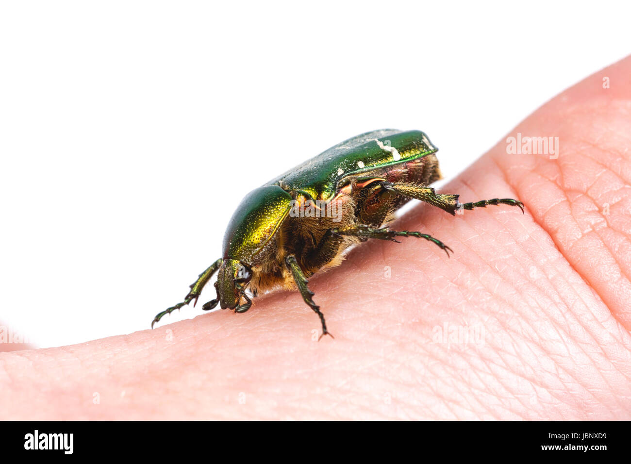 Rose (chafer Cetonia aurata) su una mano di persone Foto Stock