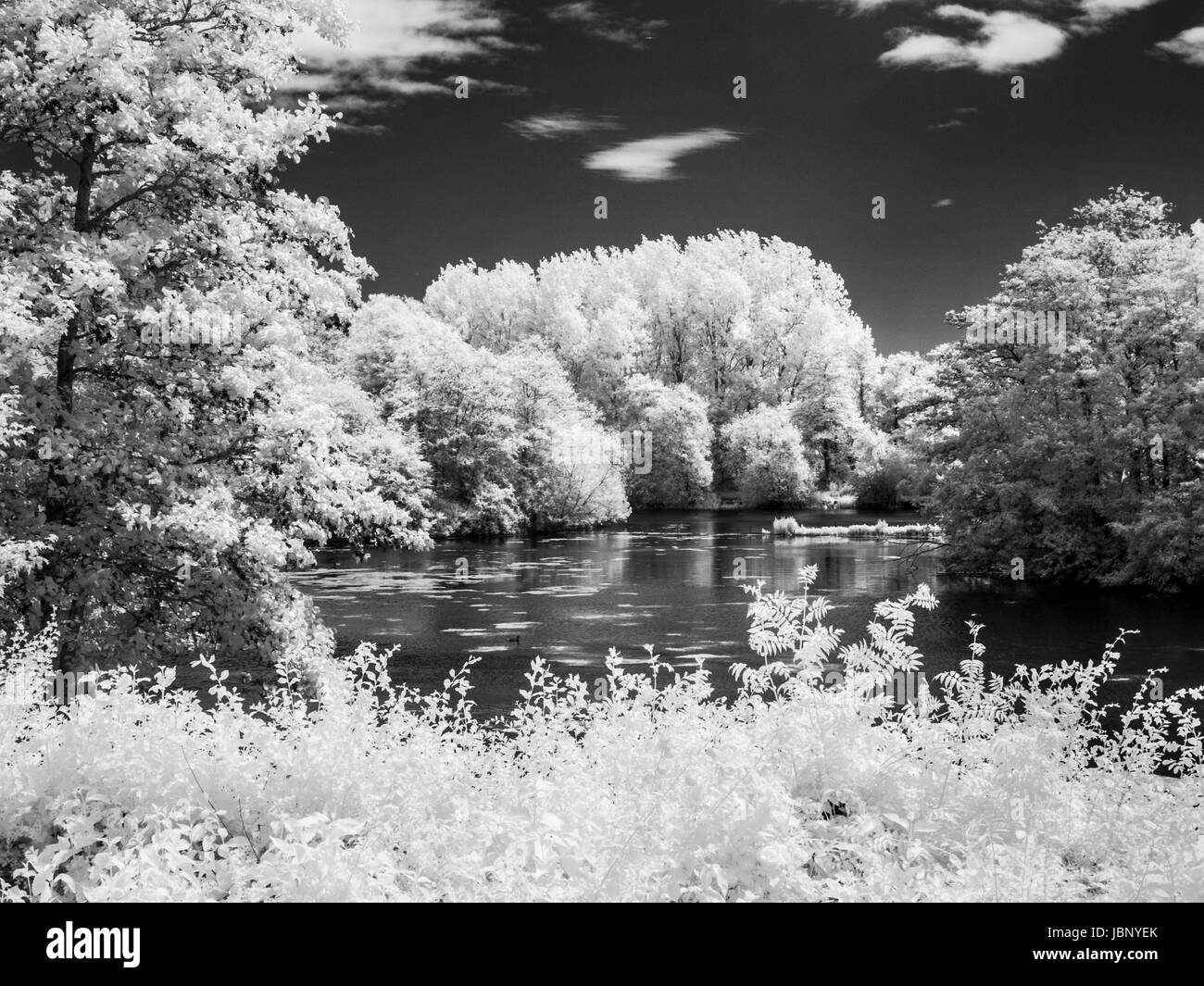 Una termocamera ad infrarossi immagine monocromatica di un giardino e un piccolo lago in estate. Foto Stock