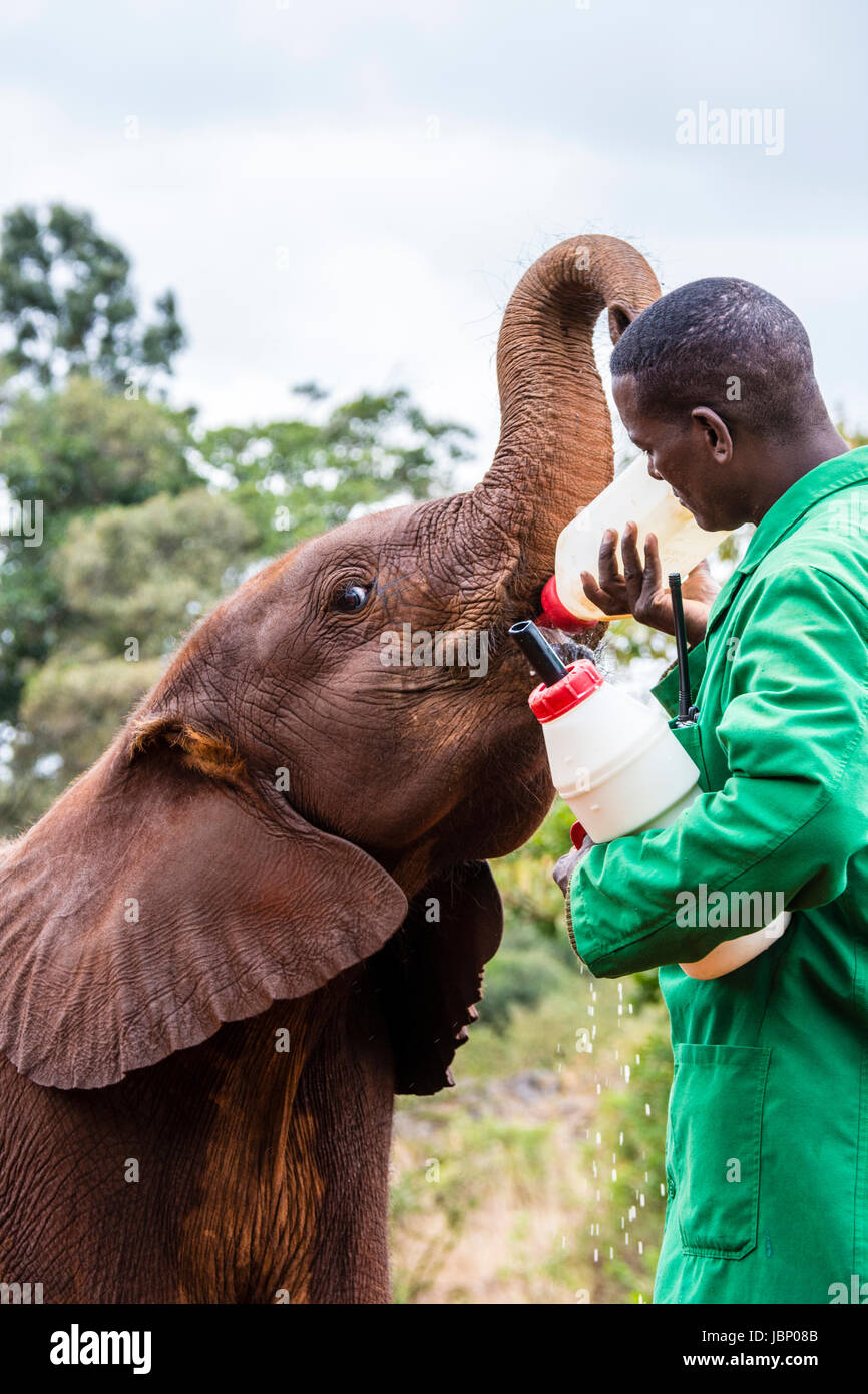 Salvato dell' elefante africano di vitello, Loxodonta africana, bere latte da una bottiglia detenute da un allevatore, Sheldrick l'Orfanotrofio degli Elefanti, Nairobi, Kenya, Africa Foto Stock