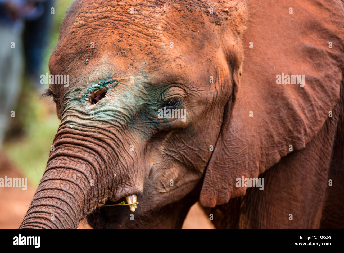 Elefante africano vitello ferito da una lancia durante la caccia di frodo di sua madre per il suo avorio di elefante Sheldrick Orfanotrofio, Nairobi, Africa orientale. Foto Stock