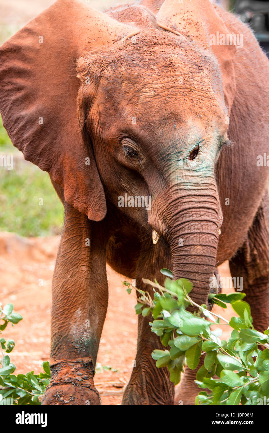Elefante africano vitello ferito da una lancia durante la caccia di frodo di sua madre per il suo avorio di elefante Sheldrick Orfanotrofio, Nairobi, Africa orientale. Foto Stock