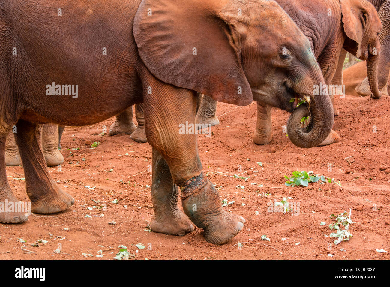 Snare il pregiudizio su un Elefante africano di vitello, Loxodonta africana, che poi ha causato la sua morte, Sheldrick l'Orfanotrofio degli Elefanti, Nairobi, Kenya, Africa orientale Foto Stock