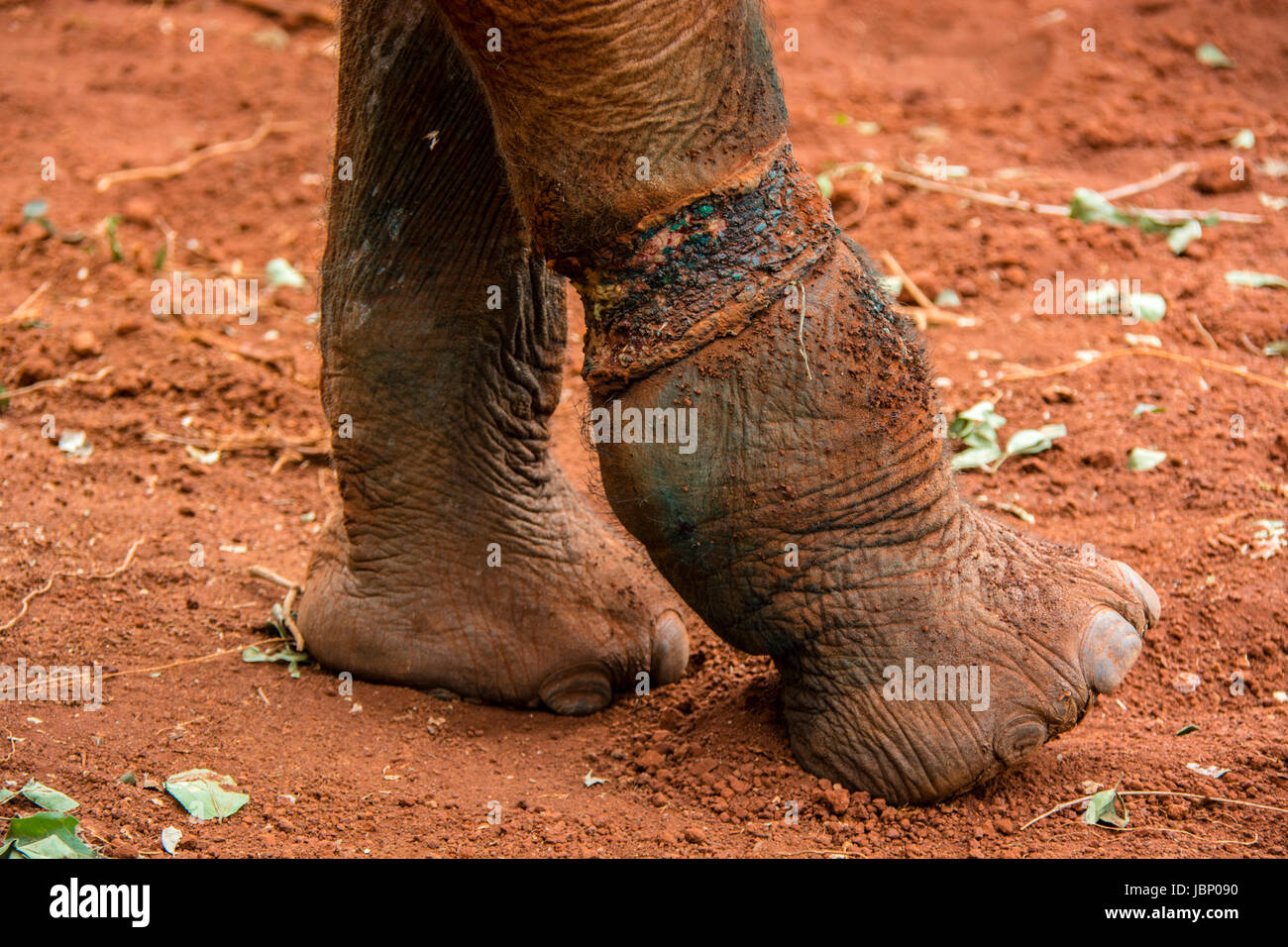 Snare il pregiudizio su un Elefante africano di vitello, Loxodonta africana, che poi ha causato la sua morte, Sheldrick l'Orfanotrofio degli Elefanti, Nairobi, Kenya, Africa orientale Foto Stock