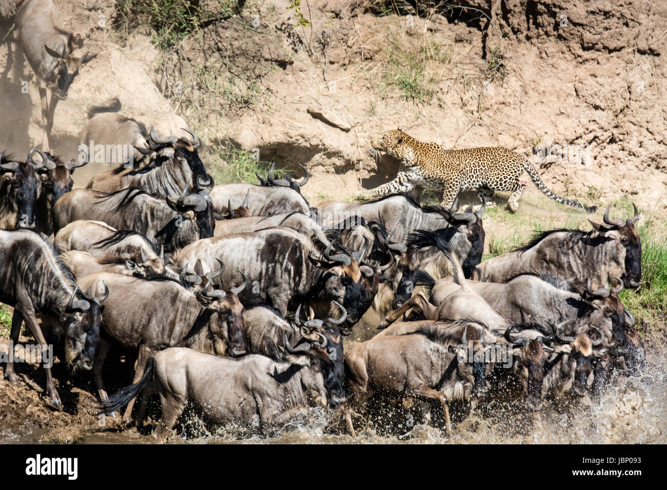 African leopard, Panthera pardus, stalking Gnu mandria, Connochaetes taurinus attraversando in grande migrazione, il Masai Mara riserva nazionale, Kenya Foto Stock