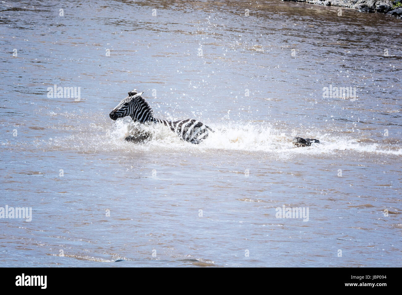 Comune di zebra, Equus quagga burchellii, inseguito da un coccodrillo, Crocodilus niloticus, attraversando il fiume Mara durante la Grande Migrazione, Kenya, Africa Foto Stock