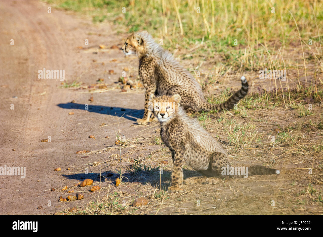 Due piccoli wild ghepardo Cub neonati, Acinonyx jubatus, il Masai Mara riserva nazionale, Kenya, Africa orientale africana di fauna selvatica nel deserto. Foto Stock