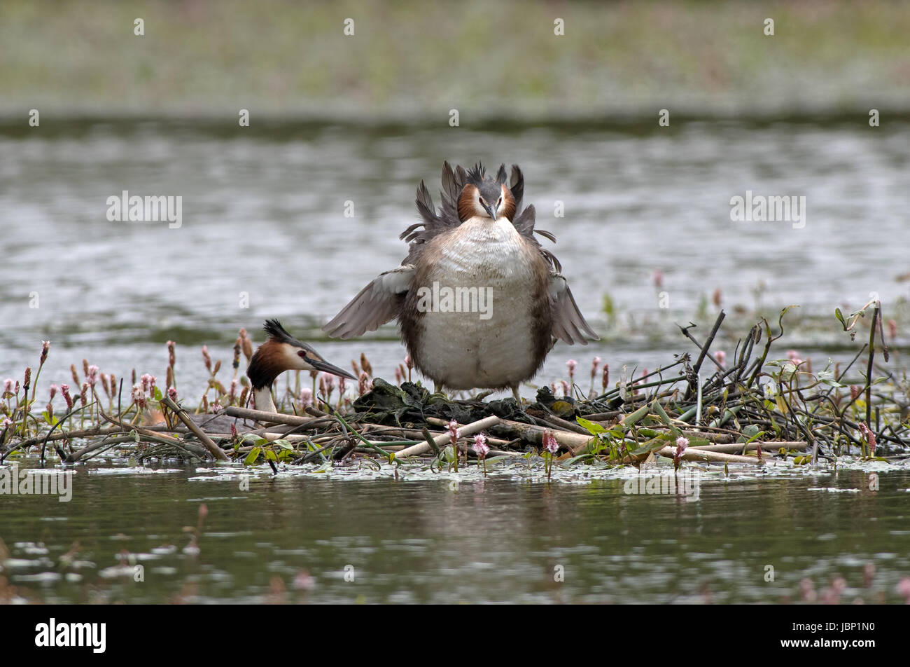 Grande Crested Grebes-Podiceps cristatus sul nido. Regno Unito Foto Stock