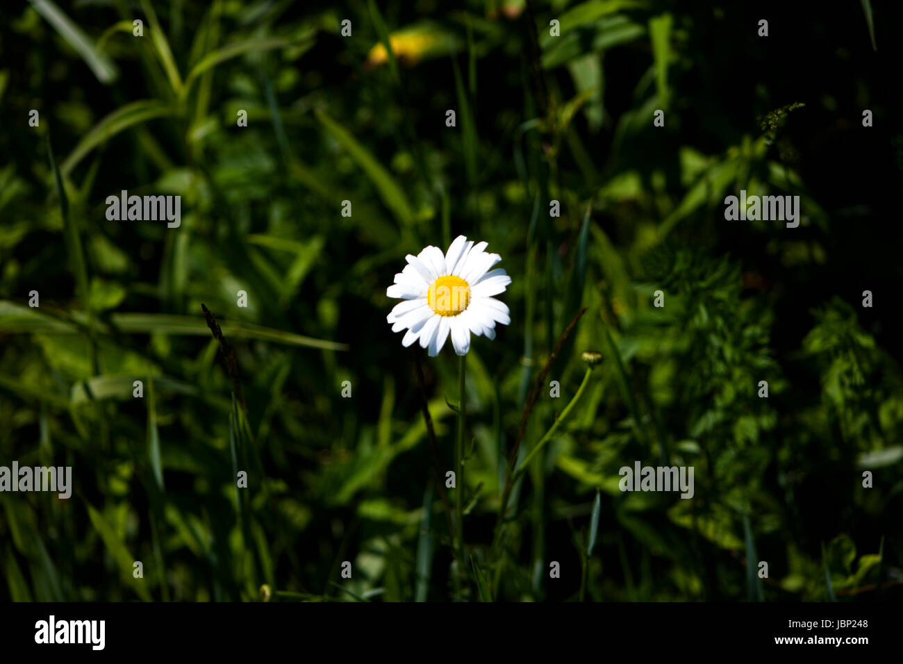 Foto dal pet trail a boschi blendon metro park, oh, Stati Uniti d'America Foto Stock