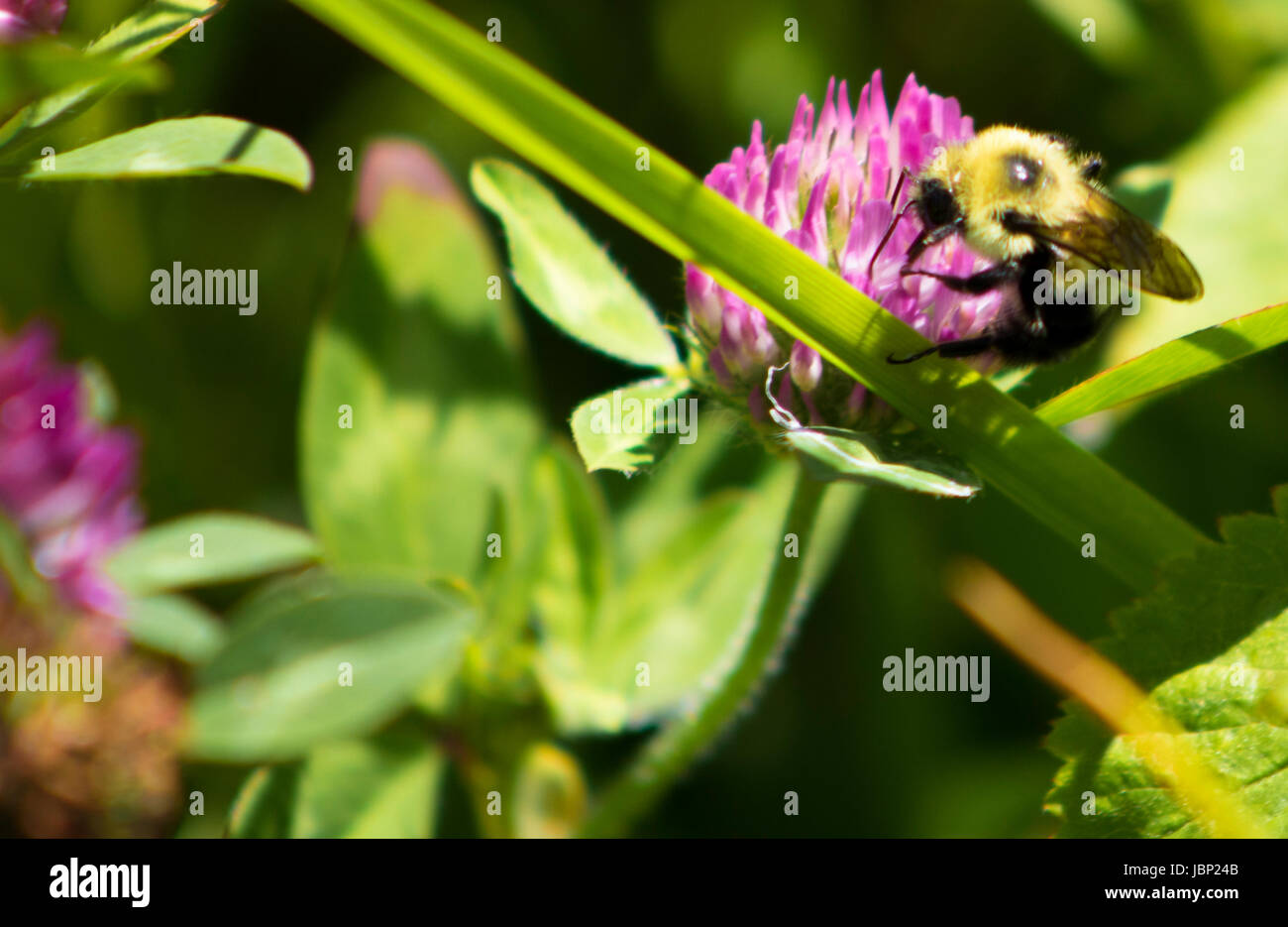 Foto dal pet trail a boschi blendon metro park, oh, Stati Uniti d'America Foto Stock