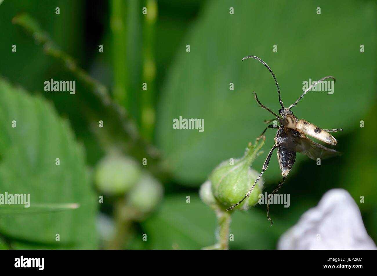 Longhorn beetle (pachytodes cerambyciformis) alla partenza Foto Stock