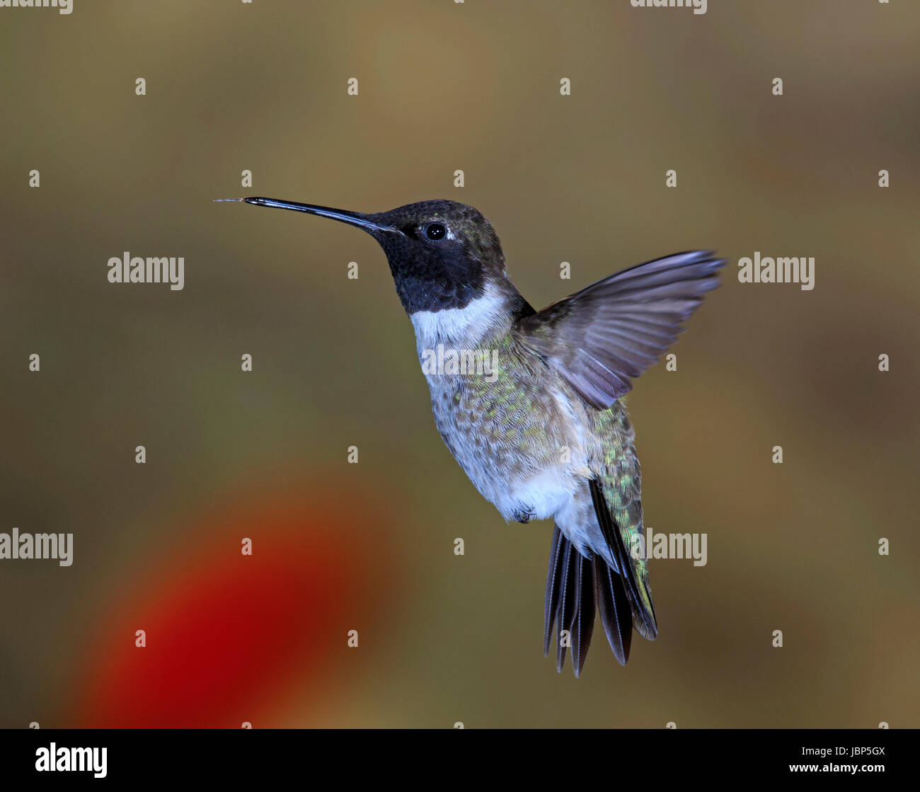 Nero-chinned hummingbird (Archilochus alexandri) in volo Foto Stock