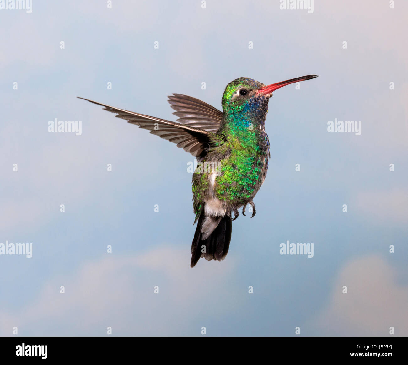 Ampia fatturati Hummingbird (Cynanthus latirostris) Foto Stock