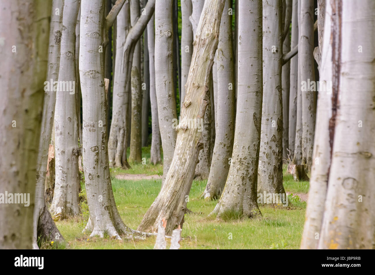 Vista di avvicinamento Foto Stock