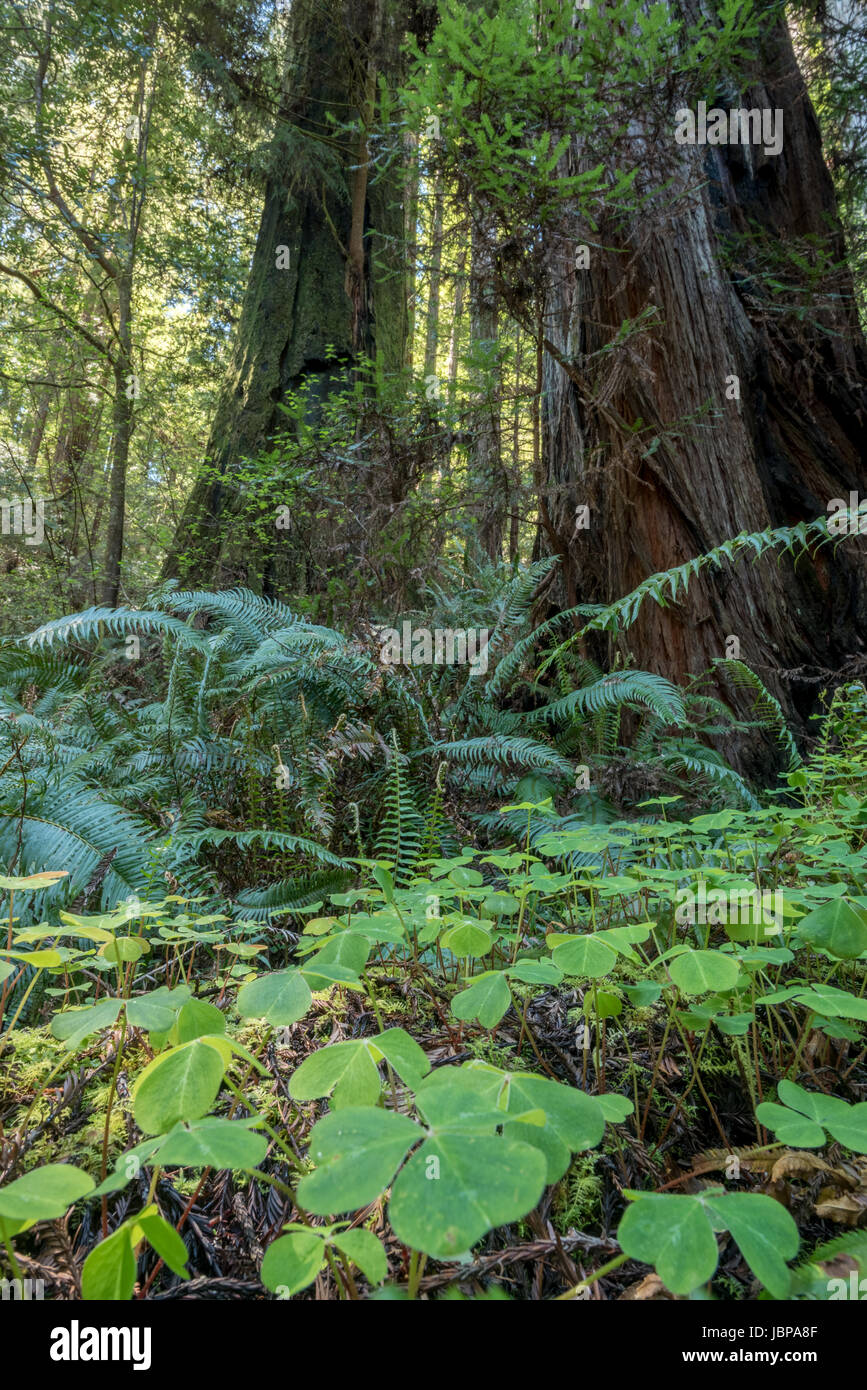 Oxalis e felci sul pavimento di una foresta di Redwood nel Parco Nazionale di Redwood in California. Foto Stock