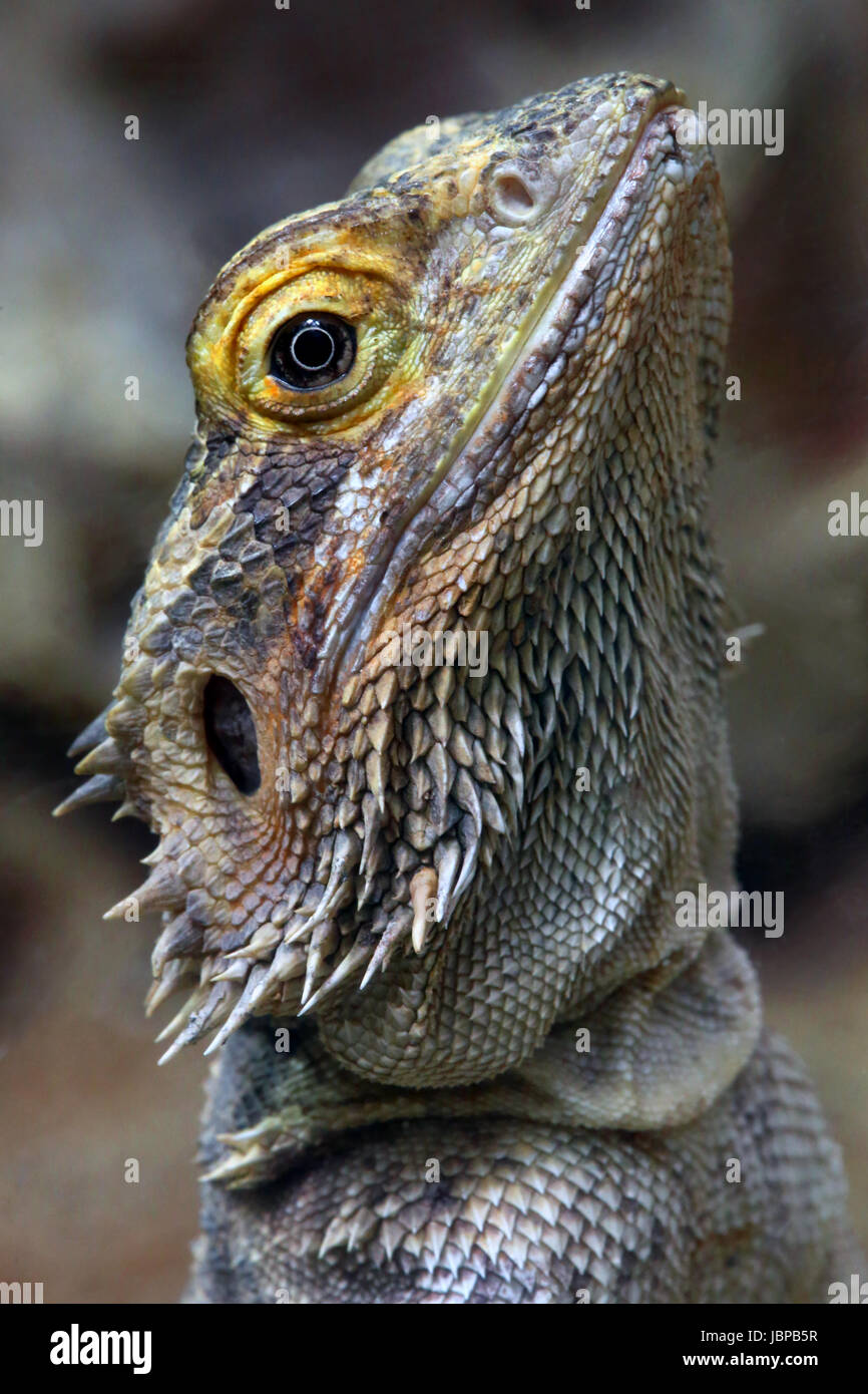 Femmina drago barbuto Foto Stock