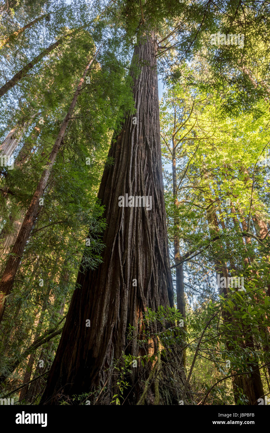 Redwood foresta di alberi di alto fusto Grove del Parco Nazionale di Redwood in California. Foto Stock