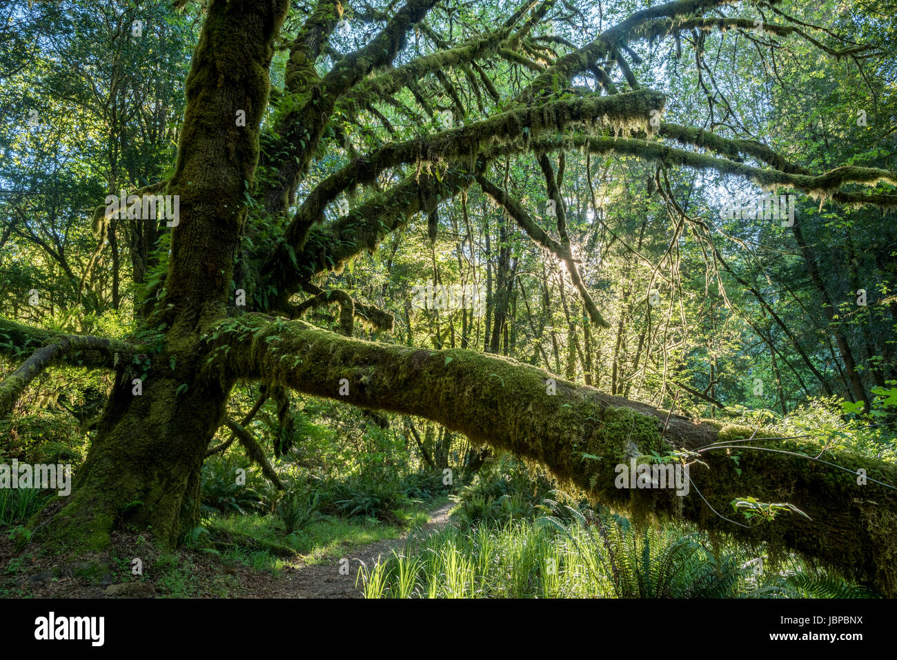 Acero in Tall Trees Grove del Parco Nazionale di Redwood in California. Foto Stock
