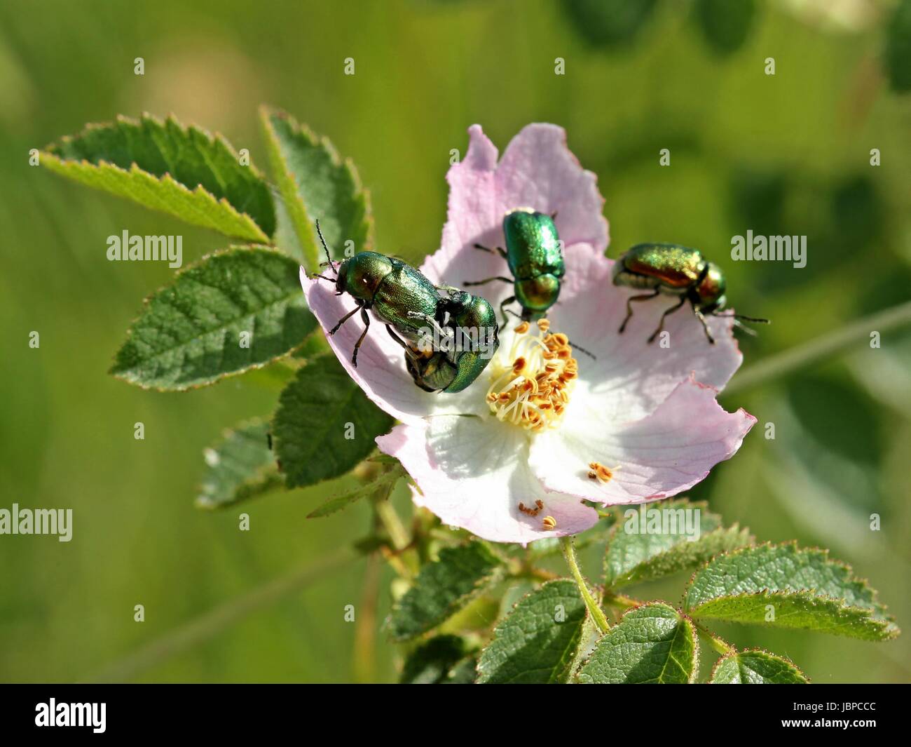 Silky caduta coleotteri (cryptocephalus sericeus) in accoppiamento su roseblossom Foto Stock