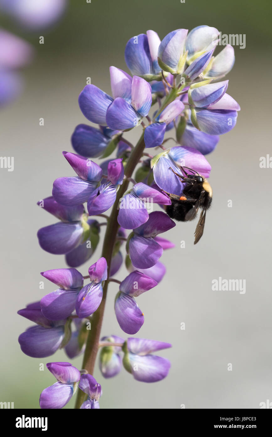 Bee raccogliere il polline di un fiore pianta di lupino nel Parco Nazionale di Redwood in California. Foto Stock