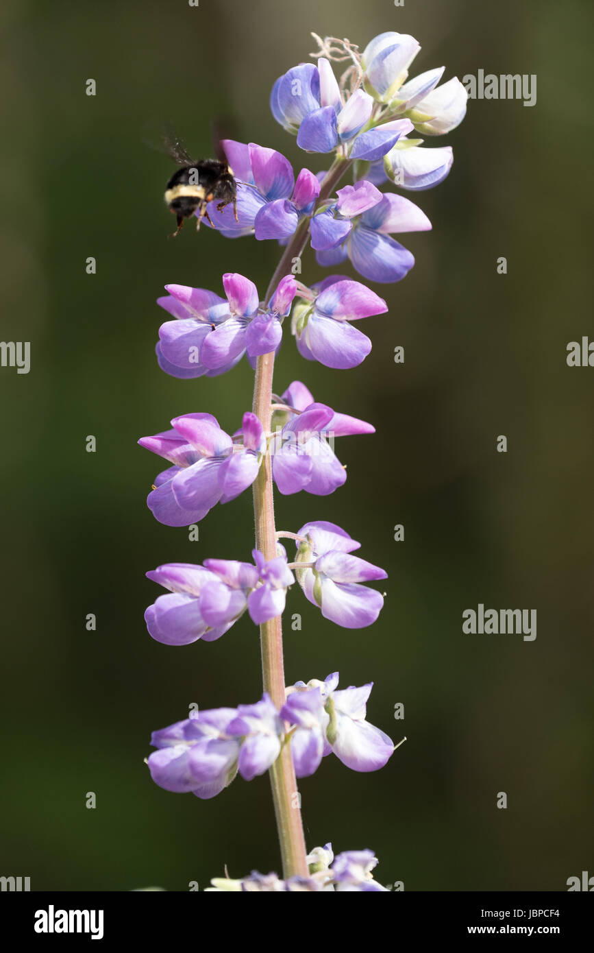 Bee raccogliere il polline di un fiore pianta di lupino nel Parco Nazionale di Redwood in California. Foto Stock