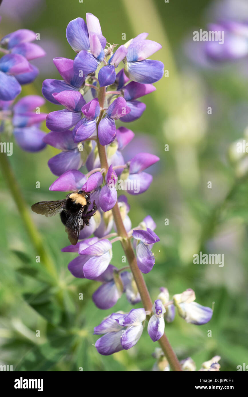 Bee raccogliere il polline di un fiore pianta di lupino nel Parco Nazionale di Redwood in California. Foto Stock
