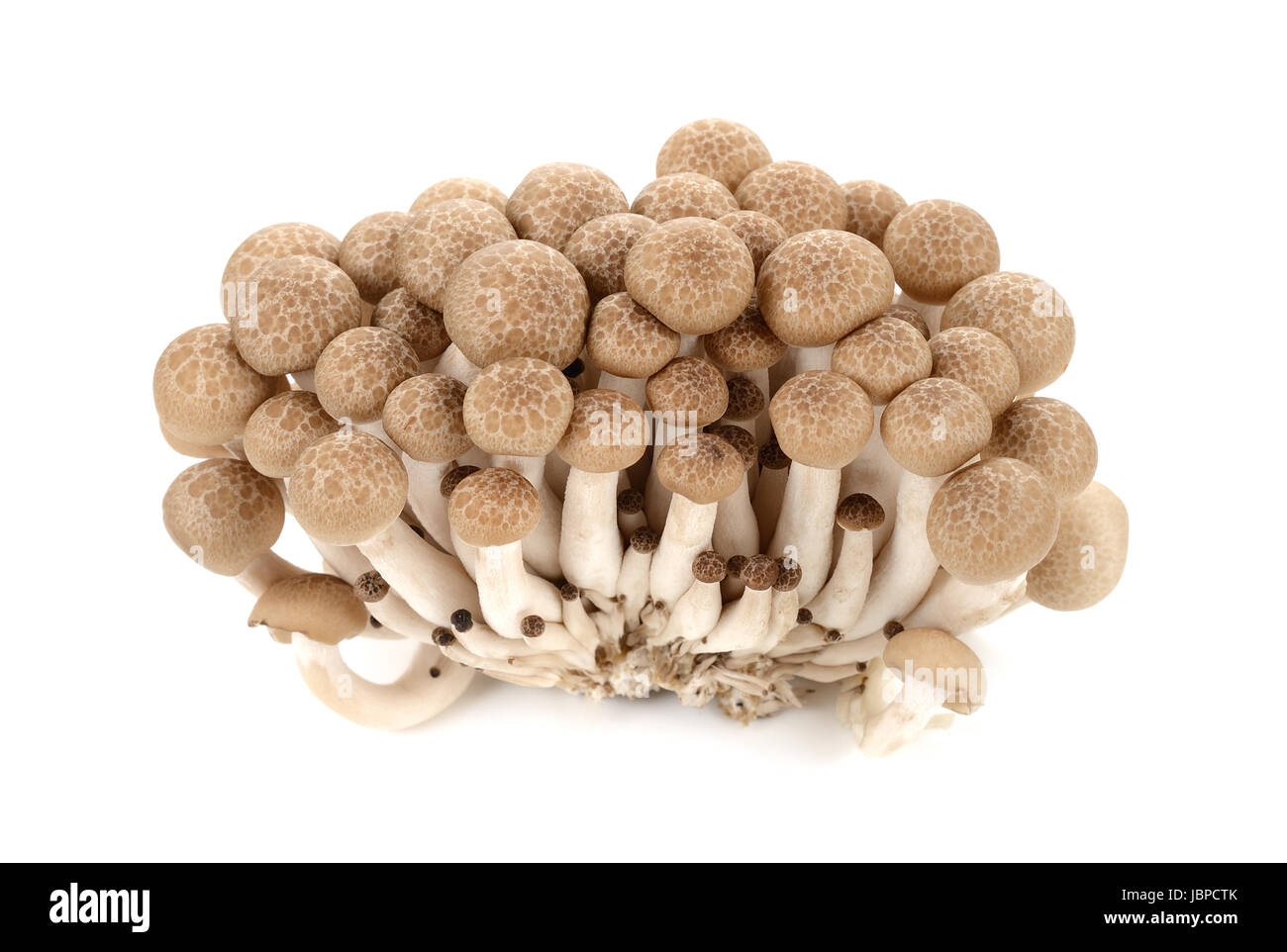 Marrone fungo di faggio isolato su bianco Foto Stock