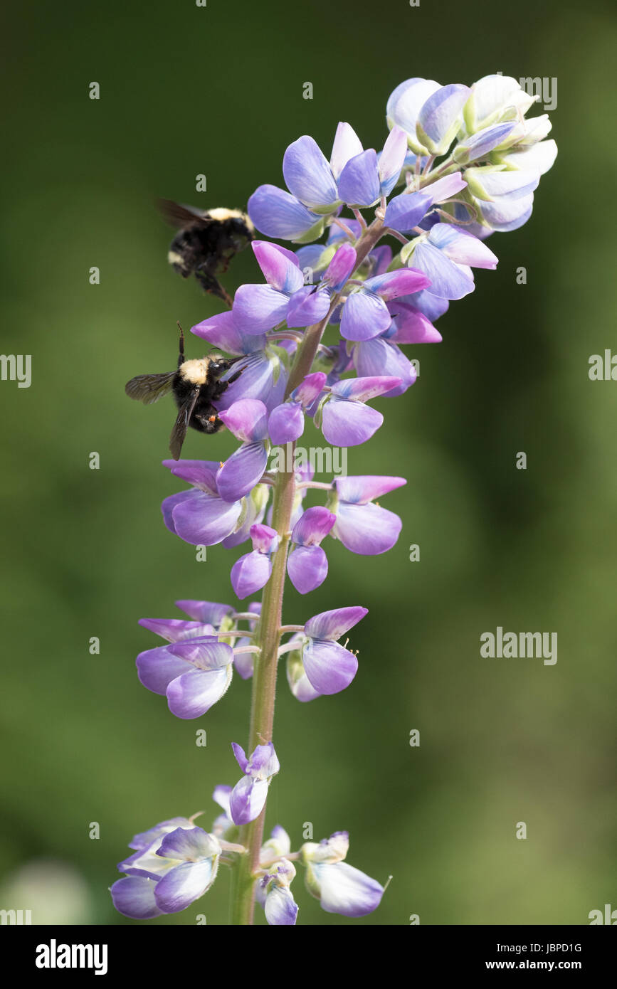 Le api a raccogliere il polline di un fiore pianta di lupino nel Parco Nazionale di Redwood in California. Foto Stock