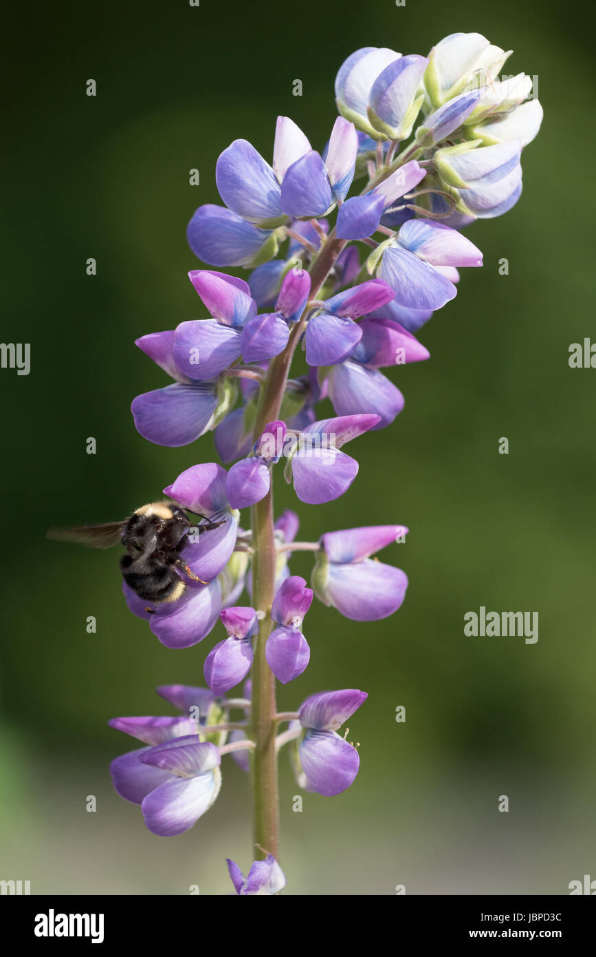 Bee raccogliere il polline di un fiore pianta di lupino nel Parco Nazionale di Redwood in California. Foto Stock