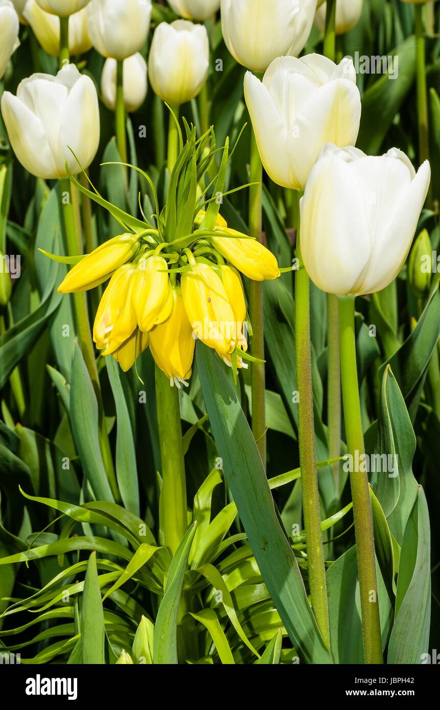 Weisse Tulen mit gelber Blume Foto Stock