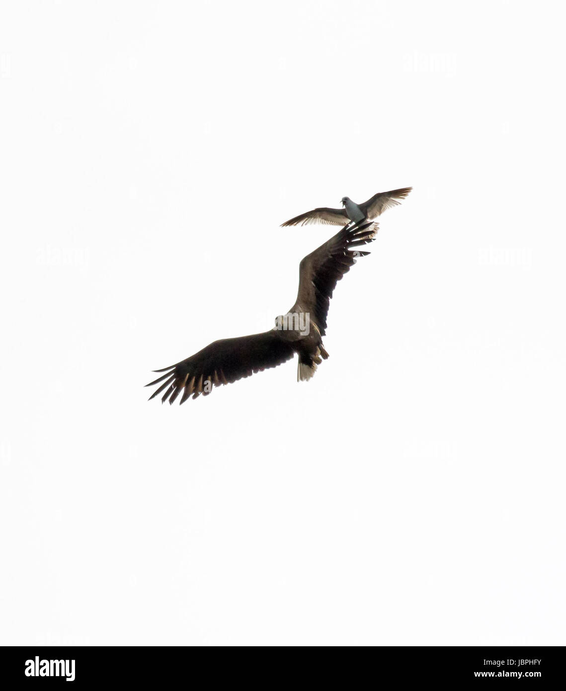 White-tailed Sea Eagle essendo disturbato dalle aringhe Gabbiano, mostrando chiara distinzione nella dimensione Foto Stock