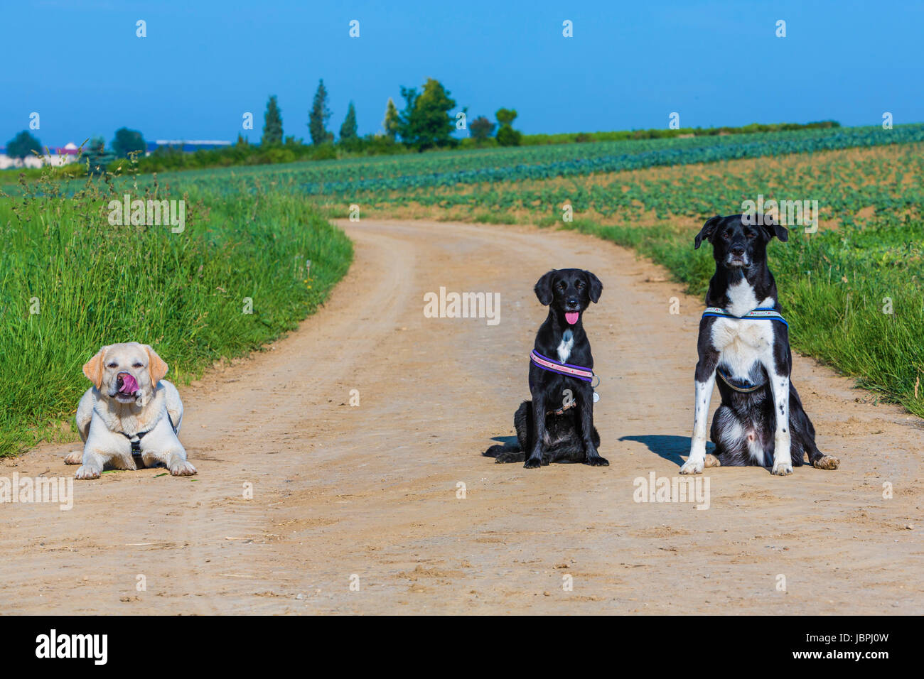 Drei Hunde sitzen nebeneinander aufgereiht Foto Stock