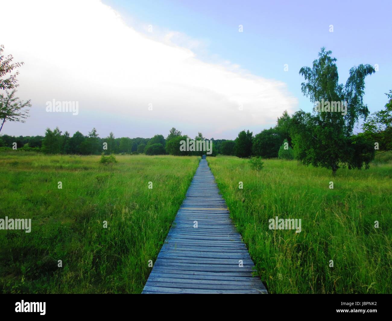 Il boardwalk in alto a olmer wald Foto Stock