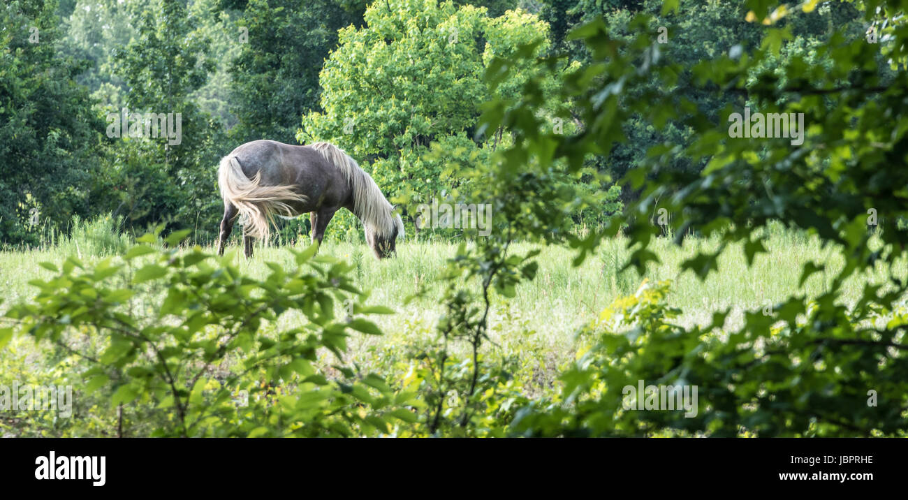 Bellissimo cavallo grigio con la bionda principale e di coda in un prato, campo boscoso. Foto Stock