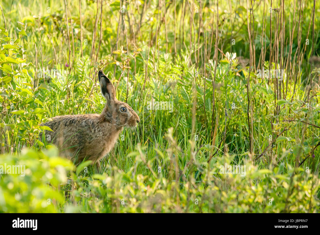 Foto alta risoluzione in qualità migliore Foto Stock