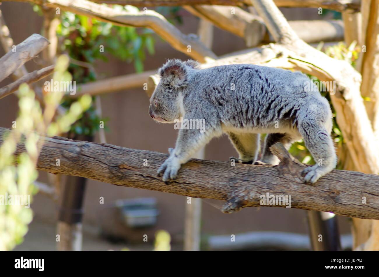 Una vista di profilo di un simpatico adulto adorabile Orso koala camminando su un ramo di albero afferrando con i suoi artigli affilati. Il Phascolarctos cinereus è un erbivoro arboree marsupiale nativo per l'Australia. Foto Stock